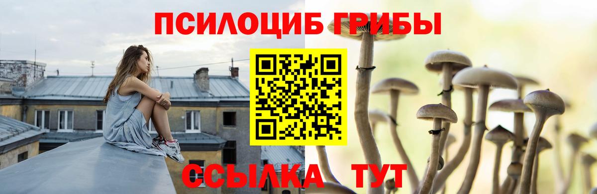 Псилоцибиновые грибы Cubensis Курчатов